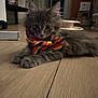 cat, kitten, bow_tie, rainbow, indoor, floor, wooden_floor, furniture, pet_toy, gray_cat, fluffy, animal, cute, pet, laying_down, close_up, domestic_cat, whiskers, ears, playful