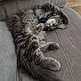 Aristide participe au concours pour gagner de l'argent avec cette photo : cat, kitten, gray_tabby, fluffy, sleeping, relaxed, couch, furniture, indoor, pet, paw, tail, blanket, fur, cozy, nap, domestic_animal, resting, cute, animal