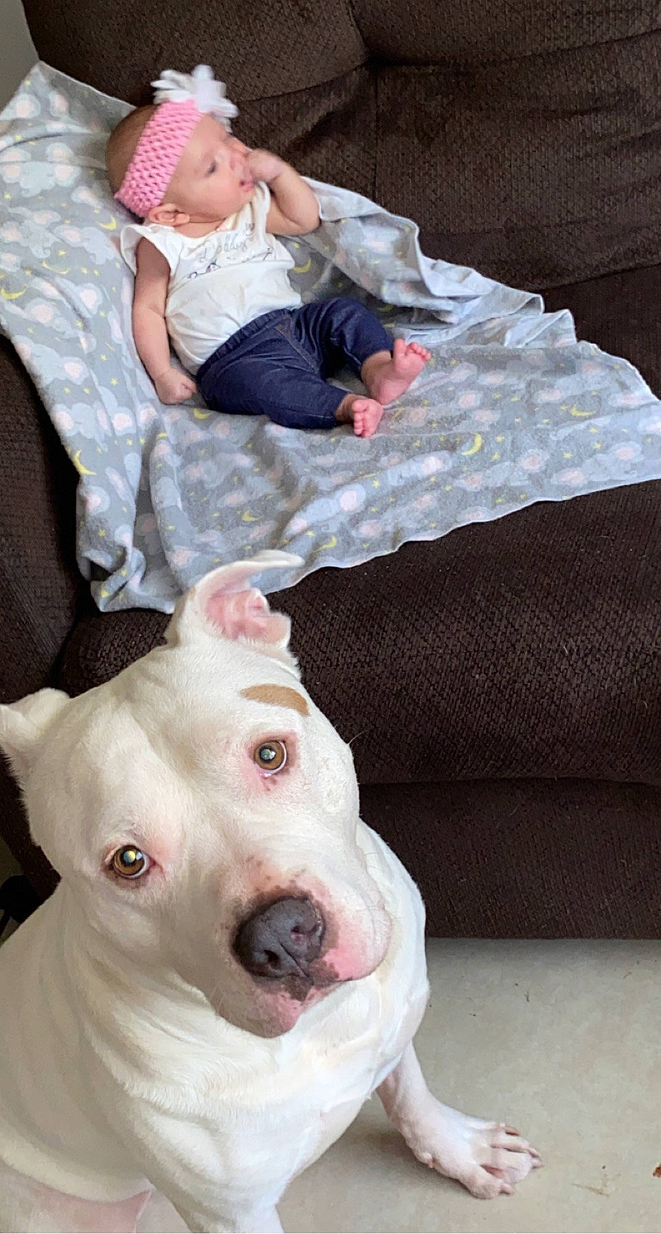 Braylen joined the competition — help win amazing prizes! baby, baby_toddler_clothing, canidae, carnivore, collar, comfort, companion_dog, dog, dog_breed, dog_collar, fawn, fur, headwear, linens, person, pink, skin, snout, toddler, whiskers