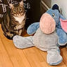 Boston participe au concours pour gagner de l'argent avec cette photo : cat, tabby_cat, stuffed_animal, plush_toy, donkey, toy, sitting, indoors, wooden_floor, hallway, home, pet, animal, portrait, front_view, brown_fur, striped_fur, white_chest, blue_toy, wall_art