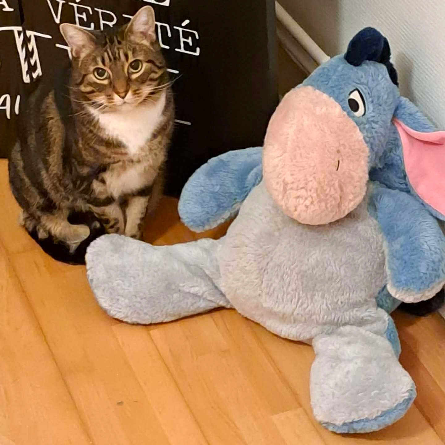 Boston participe au concours pour gagner de l'argent avec cette photo : cat, tabby_cat, stuffed_animal, plush_toy, donkey, toy, sitting, indoors, wooden_floor, hallway, home, pet, animal, portrait, front_view, brown_fur, striped_fur, white_chest, blue_toy, wall_art