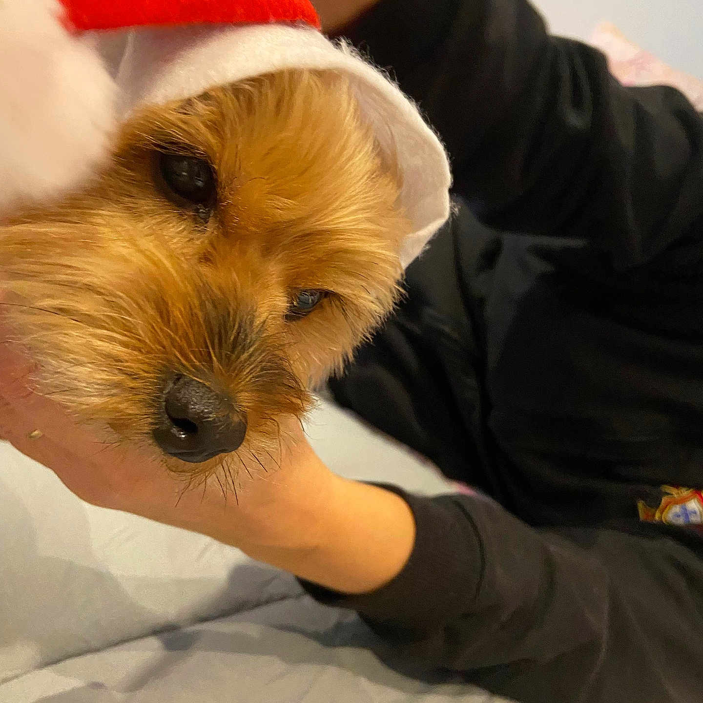Naya participe au concours pour gagner de l'argent avec cette photo : animal, bed, black_sweatshirt, blanket, brown_fur, canine, close_up, cozy, cute, dog, domestic_animal, face, festive, hand, holiday, indoor, person, pet, portrait, santa_hat