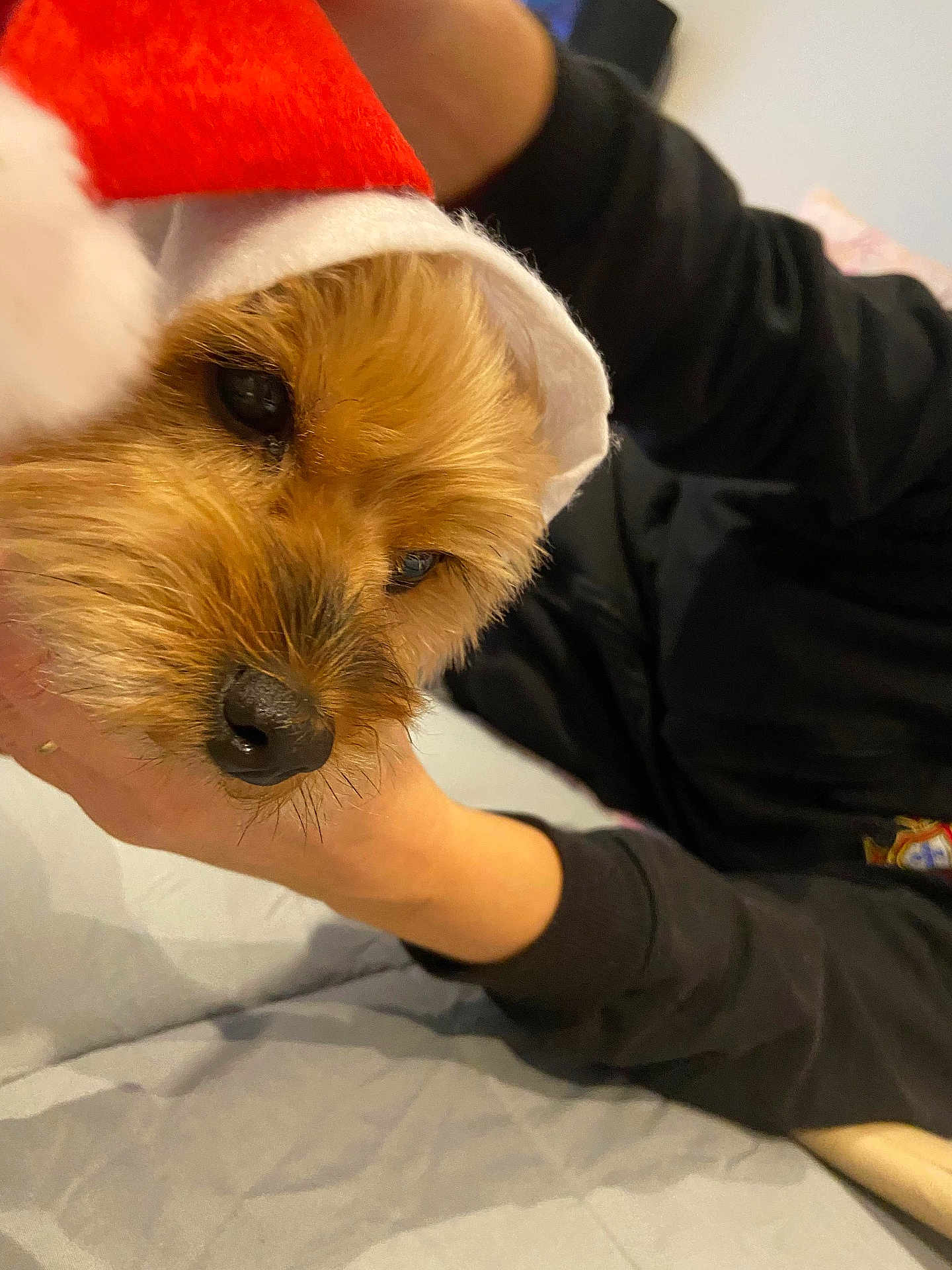 Naya participe au concours pour gagner de l'argent avec cette photo : dog, pet, santa_hat, close_up, brown_fur, cute, holiday, festive, animal, canine, domestic_animal, indoor, person, hand, black_sweatshirt, bed, blanket, cozy, portrait, face