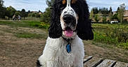 Bazyl a rejoint le concours — aidez-le/la à gagner de superbes lots ! dog, spaniel, black_and_white, fluffy, sitting, tongue_out, portrait, outdoor, park, bench, wooden_bench, rural, grass, trees, cloudy_sky, nature, pet, collar, blue_tag, happy