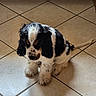 dog, puppy, spaniel, black_and_white, fluffy, sitting, indoors, tile_floor, wooden_door, long_ears, long_fur, paws, tail, pet, canine, portrait, cute, floor, home, animal