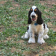 Bazyl a rejoint le concours — aidez-le/la à gagner de superbes lots ! dog, spaniel, black_and_white, sitting, outdoor, garden, grass, weeds, paving_stones, floppy_ears, long_fur, puppy, pet, collar, tag, blue_tag, front_view, portrait, happy, nature
