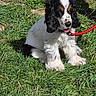 dog, puppy, spaniel, black_and_white, fluffy, long_ears, sitting, tongue_out, leash, red_leash, grass, outdoor, garden, sunlight, pet, canine, portrait, playful, cute, animal