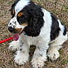 dog, puppy, spaniel, black_and_white, fluffy, long_ears, sitting, panting, tongue, outdoor, grass, dry_grass, leash, red_leash, pet, animal, portrait, closeup, fur, cute