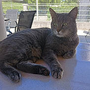 Hyro participe au concours pour gagner de l'argent avec cette photo : cat, grey_cat, pet, animal, feline, table, outdoor, sunlight, relaxed, chair, fence, greenery, patio, daytime, resting, domestic_animal, whiskers, ears, paw, fur