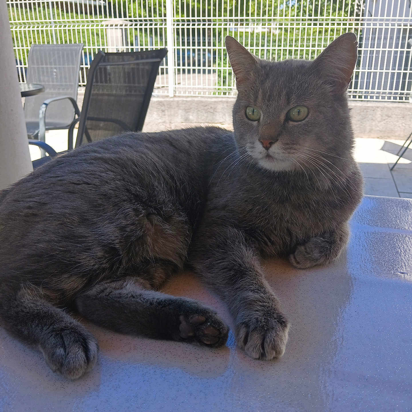 Hyro participe au concours pour gagner de l'argent avec cette photo : cat, grey_cat, pet, animal, feline, table, outdoor, sunlight, relaxed, chair, fence, greenery, patio, daytime, resting, domestic_animal, whiskers, ears, paw, fur
