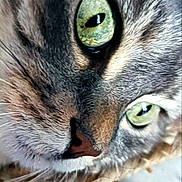 Candy participe au concours pour gagner de l'argent avec cette photo : animal, cat, close_up, cute, detail, eyes, face, feline, focus, fur, green_eyes, indoor, macro, nose, pet, portrait, soft, texture, whiskers, woven_surface