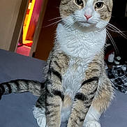 Max is registered to the contest to win money with this photo: cat, tabby_cat, pet, animal, indoor, bed, feline, whiskers, fur, paws, tail, curious, sitting, looking, domestic_cat, closeup, portrait, household, cozy, room