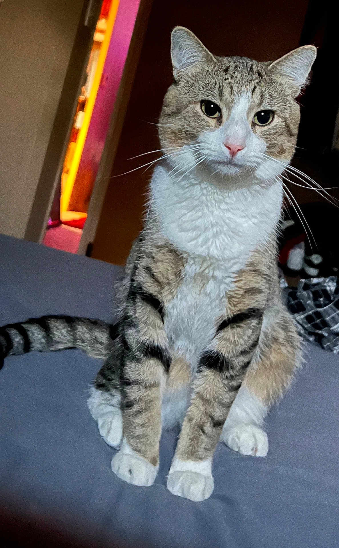 Max is registered to the contest to win money with this photo: cat, tabby_cat, pet, animal, indoor, bed, feline, whiskers, fur, paws, tail, curious, sitting, looking, domestic_cat, closeup, portrait, household, cozy, room