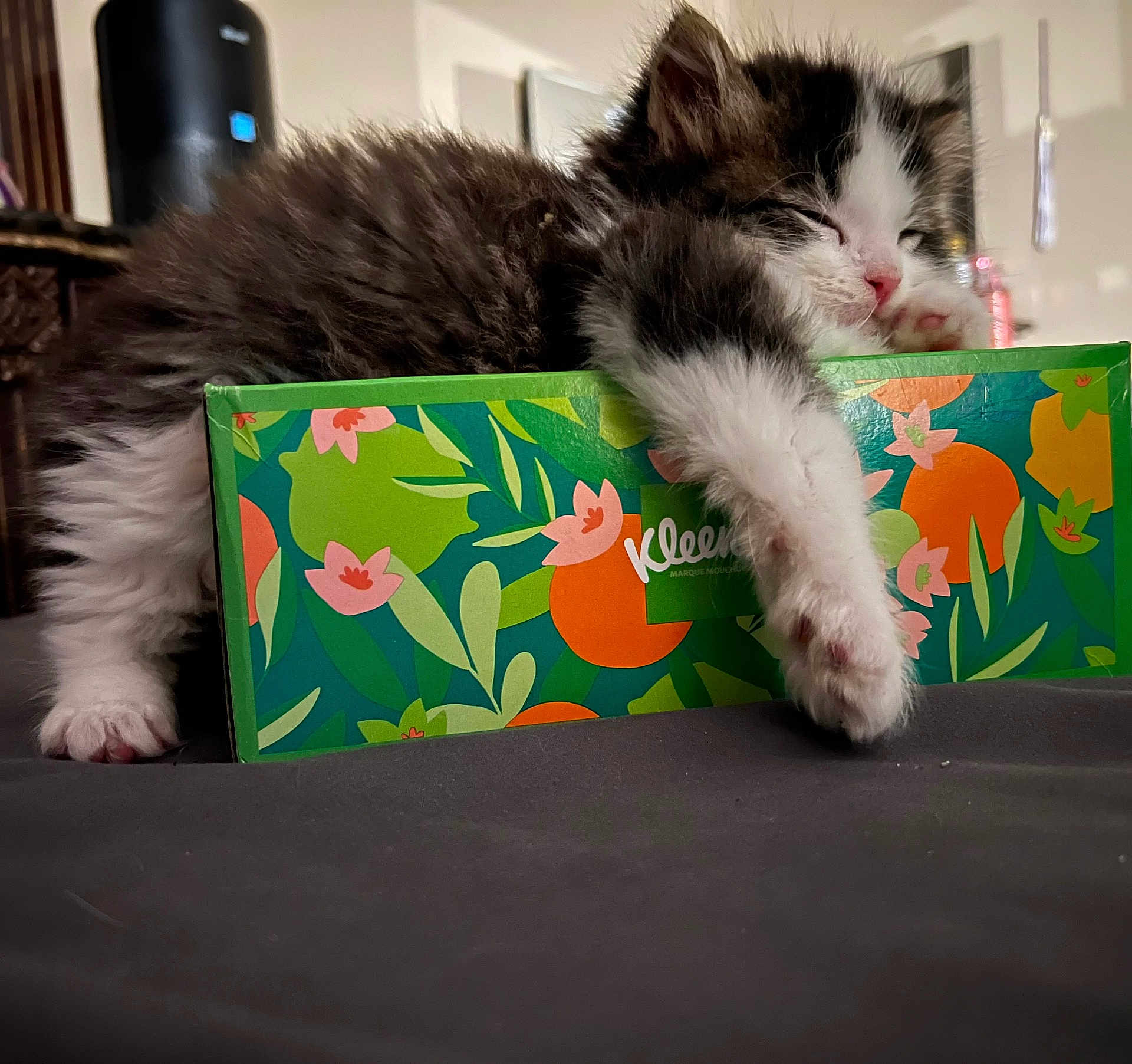 Benny joined the competition — help win amazing prizes! kitten, cat, sleeping, paw, fur, box, colorful, fluffy, indoor, closeup, cute, pet, relaxing, resting, animal, domestic, soft, young, cozy, napping