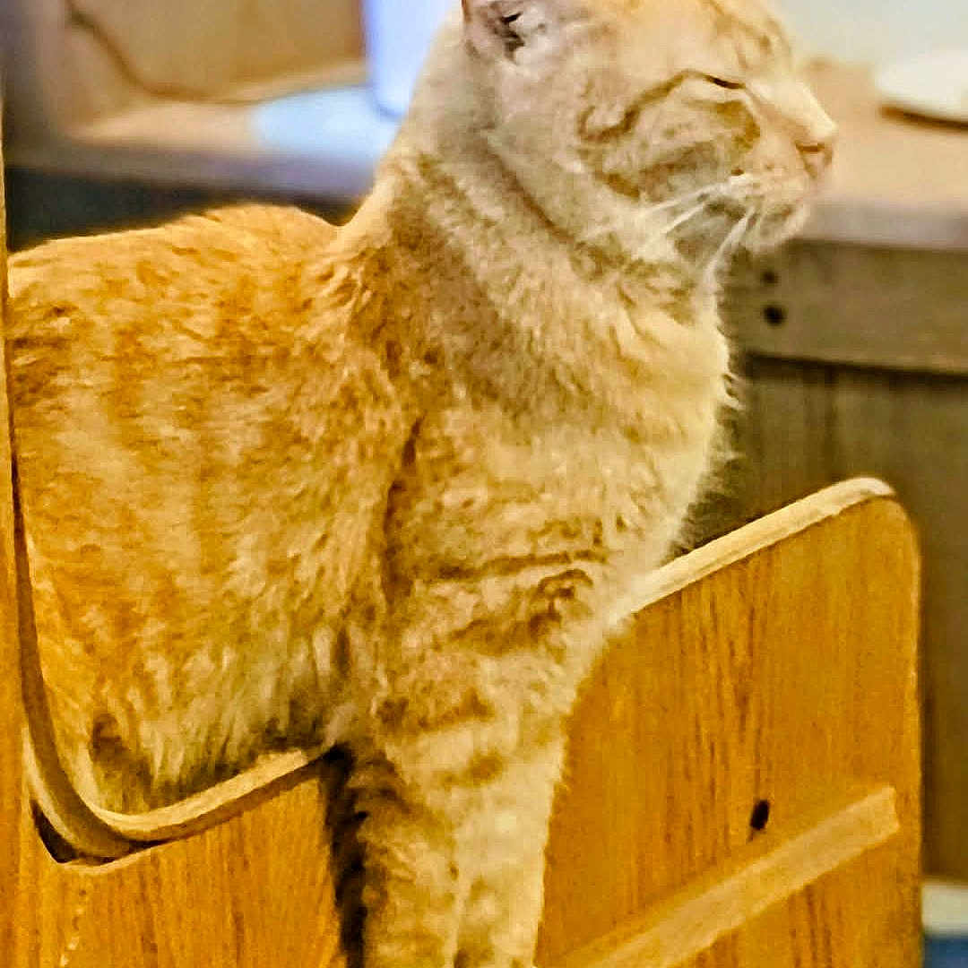 Mr.fritz joined the competition — help win amazing prizes! abyssinian, angora, animal, box, cabinet, cat, chair, citrusfruit, drawer, egyptiancat, furniture, hardwood, indoors, interiordesign, kitten, manx, pet, plywood, stainedwood, wood