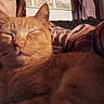 cat, closeup, companion, cozy, domestic_animal, face, feline, fur, human, indoor, orange_cat, person, pet, plaid_clothing, portrait, relaxed, resting, sleeping, warm_lighting, whiskers