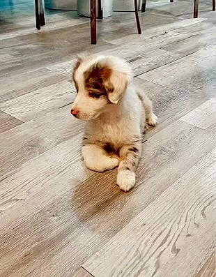 Montana is registered to the contest to win money with this photo: carnivore, companion_dog, dog_breed, fawn, felidae, floor, flooring, foot, fur, hardwood, road_surface, sidewalk, small_to_medium_sized_cats, snout, sporting_group, tail, toy_dog, whiskers, wood, working_animal