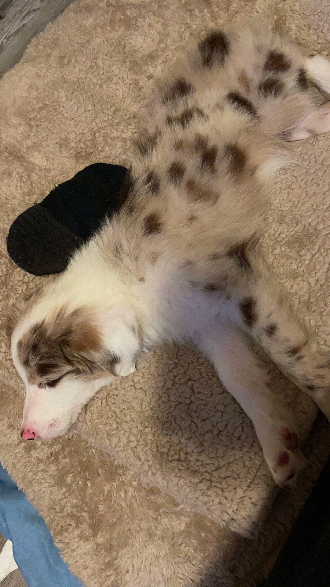 Montana joined the competition — help win amazing prizes! carnivore, claw, companion_dog, dog, dog_breed, felidae, fur, paw, silken_windhound, small_to_medium_sized_cats, snout, terrestrial_animal, whiskers, working_animal