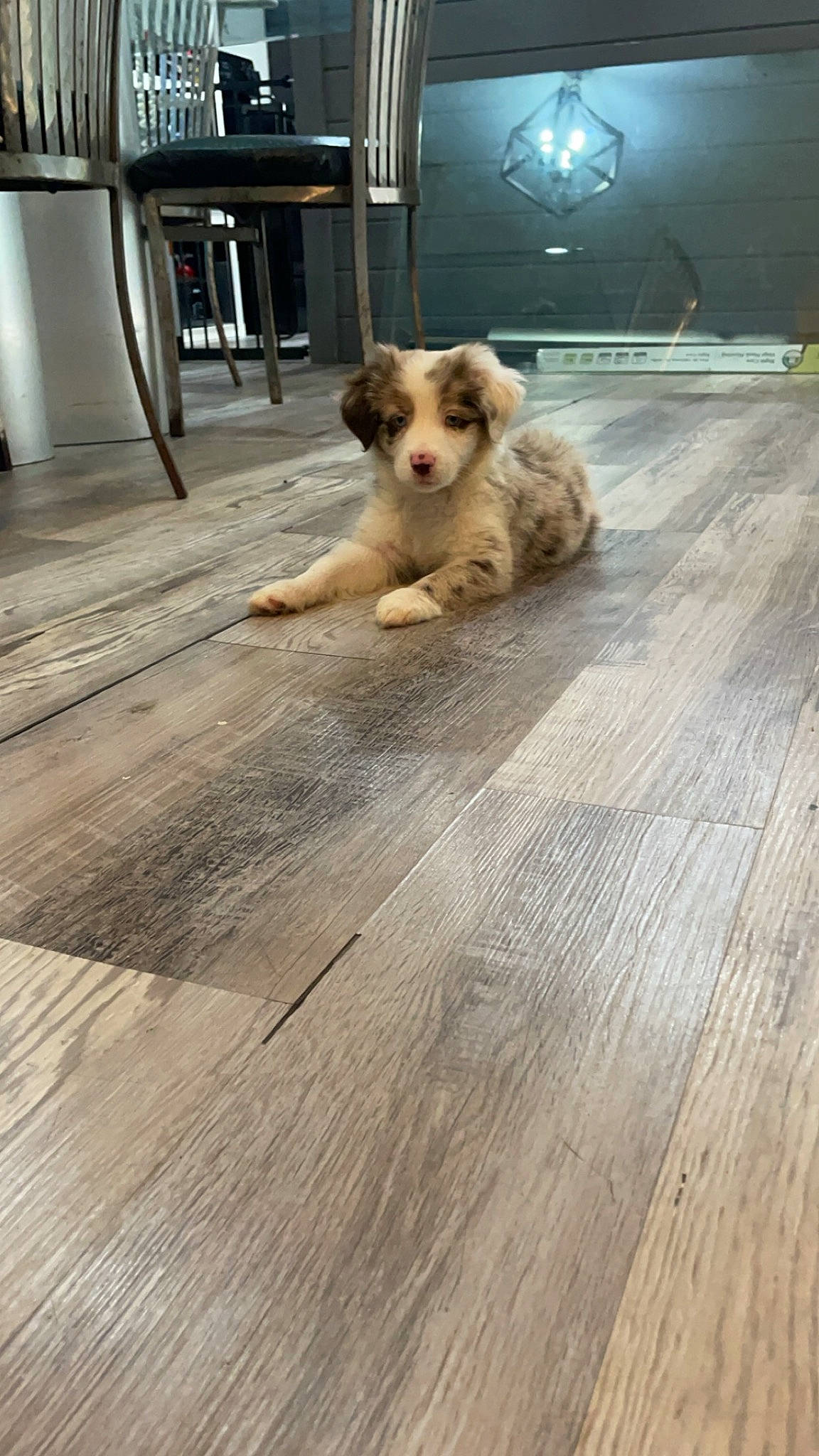 Montana is registered to the contest to win money with this photo: carnivore, companion_dog, dog, dog_breed, dog_supply, fawn, floor, flooring, hardwood, laminate_flooring, plank, road_surface, small_terrier, tail, toy_dog, varnish, wood, wood_flooring, wood_stain, working_animal