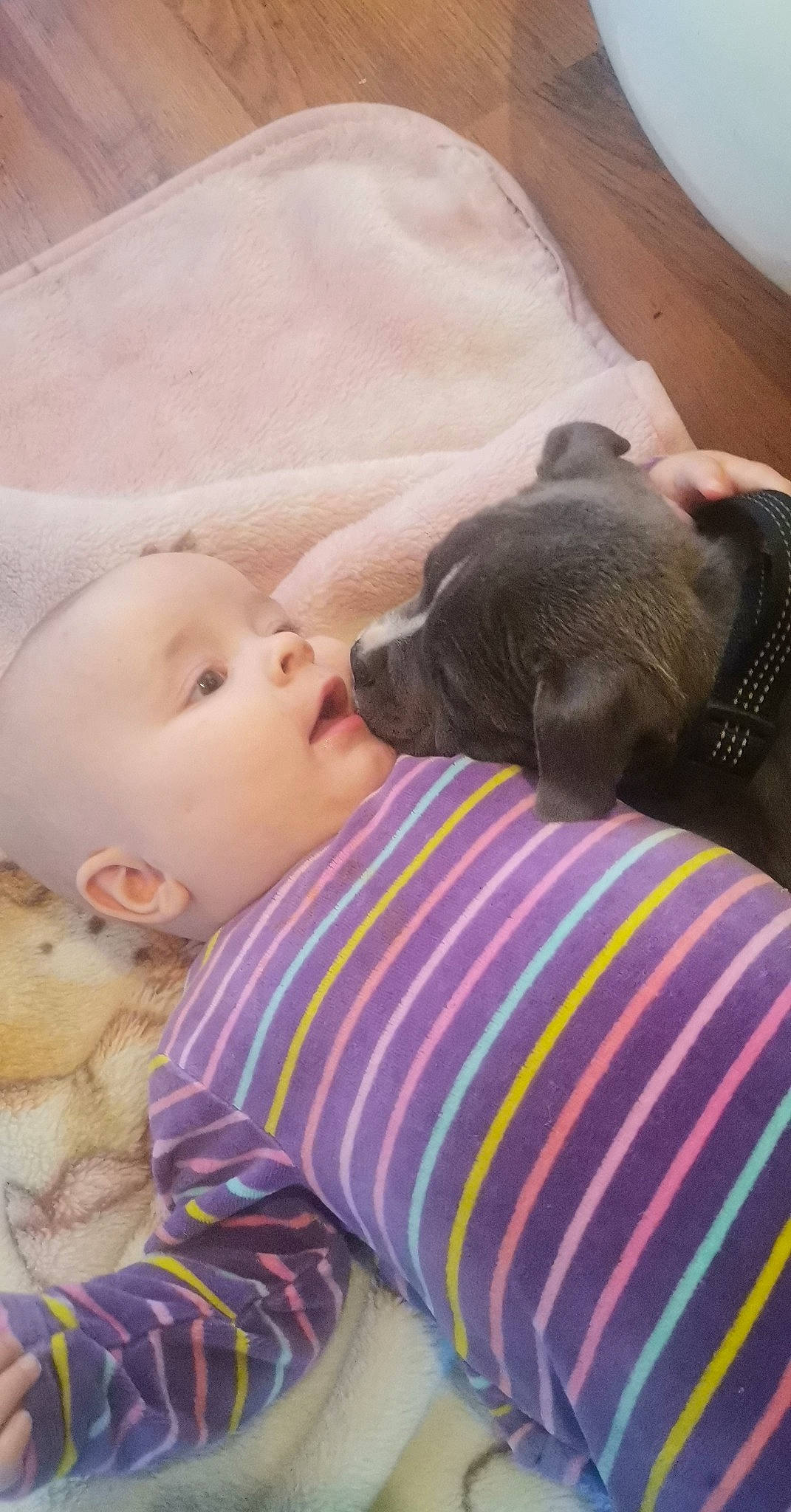 Soy a rejoint le concours — aidez-le/la à gagner de superbes lots ! baby, baby_products, baby_toddler_clothing, cheek, child, comfort, companion_dog, dog, fur, guard_dog, linens, nap, pattern, puppy_love, sitting, skin, sleep, sporting_group, toddler, toy_dog