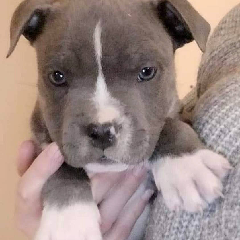 Soy participe au concours pour gagner de l'argent avec cette photo : canidae, carnivore, collar, comfort, companion_dog, dog, dog_breed, fawn, metal, no_expression, non_sporting_group, pet_supply, snout, sporting_group, terrestrial_animal, whiskers, working_animal