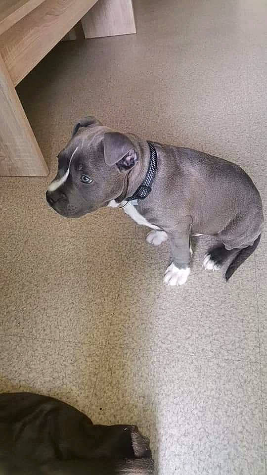 Soy participe au concours pour gagner de l'argent avec cette photo : canidae, carnivore, collar, companion_dog, dog, dog_breed, dog_collar, dog_supply, ear, fawn, grey, liver, non_sporting_group, pet_supply, snout, sporting_group, tail, terrestrial_animal, whiskers, working_animal