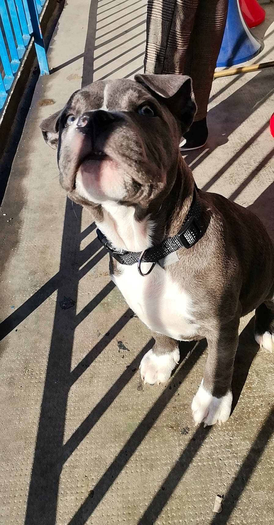 Soy participe au concours pour gagner de l'argent avec cette photo : bulldog, canidae, carnivore, collar, companion_dog, dog, dog_breed, dog_collar, fawn, fur, leash, molosser, pet_supply, snout, sporting_group, street, white, working_animal, working_dog, wrinkle