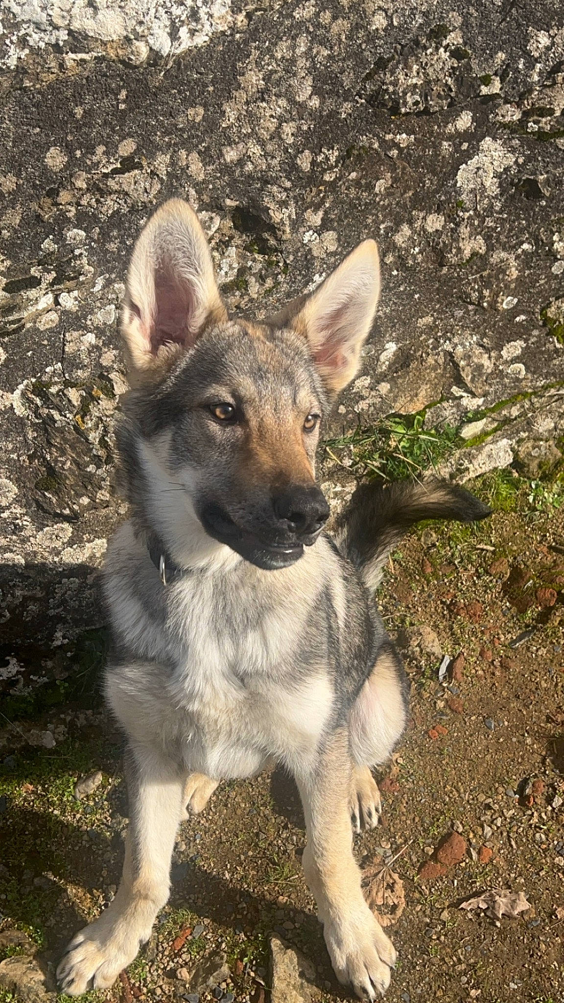 Leffy a rejoint le concours — aidez-le/la à gagner de superbes lots ! canidae, carnivore, companion_dog, dog, dog_breed, fawn, fur, grass, jaw, plant, snout, soil, sporting_group, tail, terrestrial_animal, whiskers, wildlife, working_animal