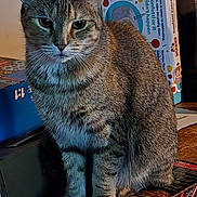 Lilith joined the competition — help win amazing prizes! cat, tabby, feline, animal, pet, sitting, table, box, indoor, fur, whiskers, ears, paw, looking, focus, domestic, mammal, cute, household, still