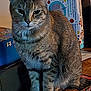 cat, tabby, feline, animal, pet, sitting, table, box, indoor, fur, whiskers, ears, paw, looking, focus, domestic, mammal, cute, household, still