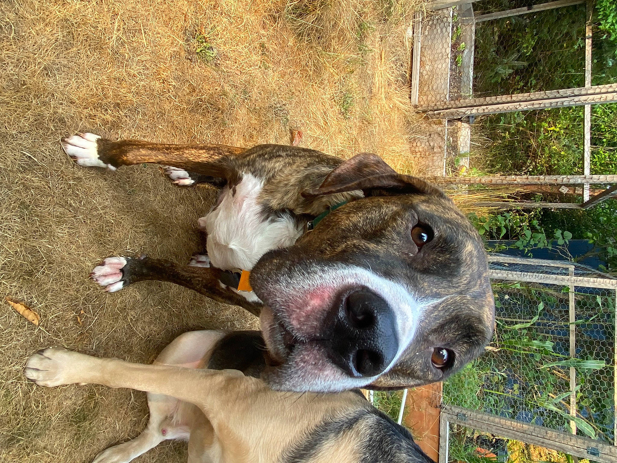 Zeke joined the competition — help win amazing prizes! canidae, carnivore, collar, companion_dog, dog, dog_breed, dog_collar, fawn, fence, fur, giant_dog_breed, guard_dog, mesh, pack_animal, plant, snout, sporting_group, terrestrial_animal, whiskers, working_animal