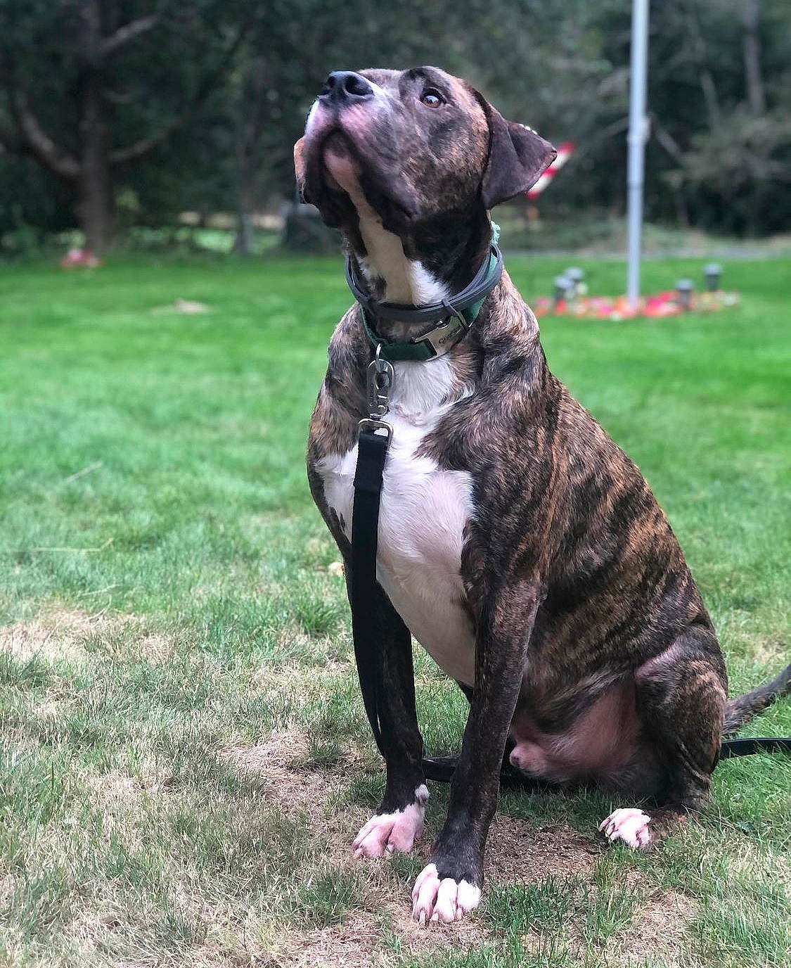 Zeke is registered to the contest to win money with this photo: canidae, carnivore, collar, companion_dog, dog, dog_breed, dog_collar, fawn, grass, guard_dog, liver, molosser, plant, snout, sporting_group, tail, terrestrial_animal, tree, working_animal, working_dog