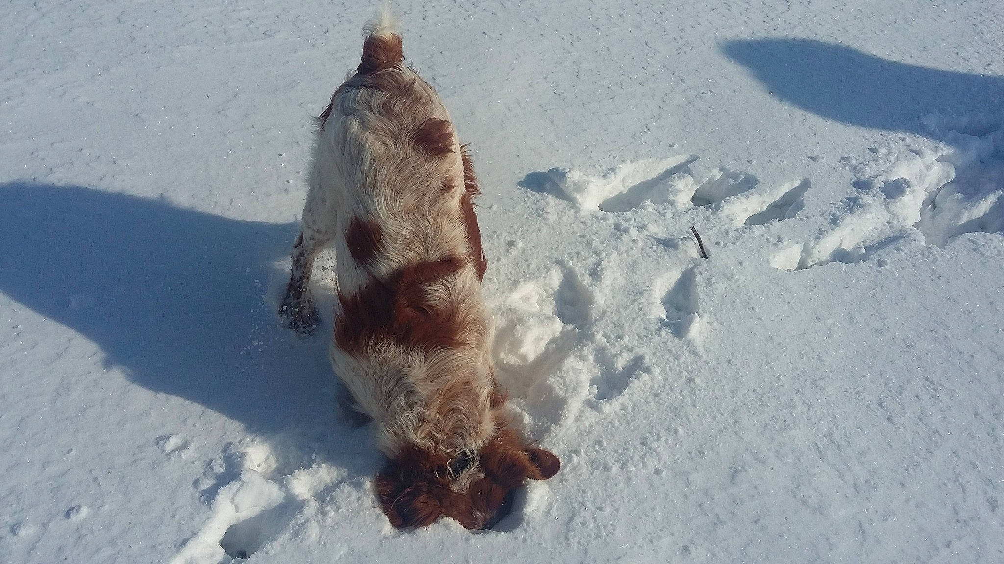 Loki participe au concours pour gagner de l'argent avec cette photo : canidae, carnivore, dog, dog_breed, fawn, fish, freezing, fun, glacial_landform, ice_cap, playing_in_the_snow, recreation, shadow, slope, snout, snow, sporting_group, tail, wildlife, winter