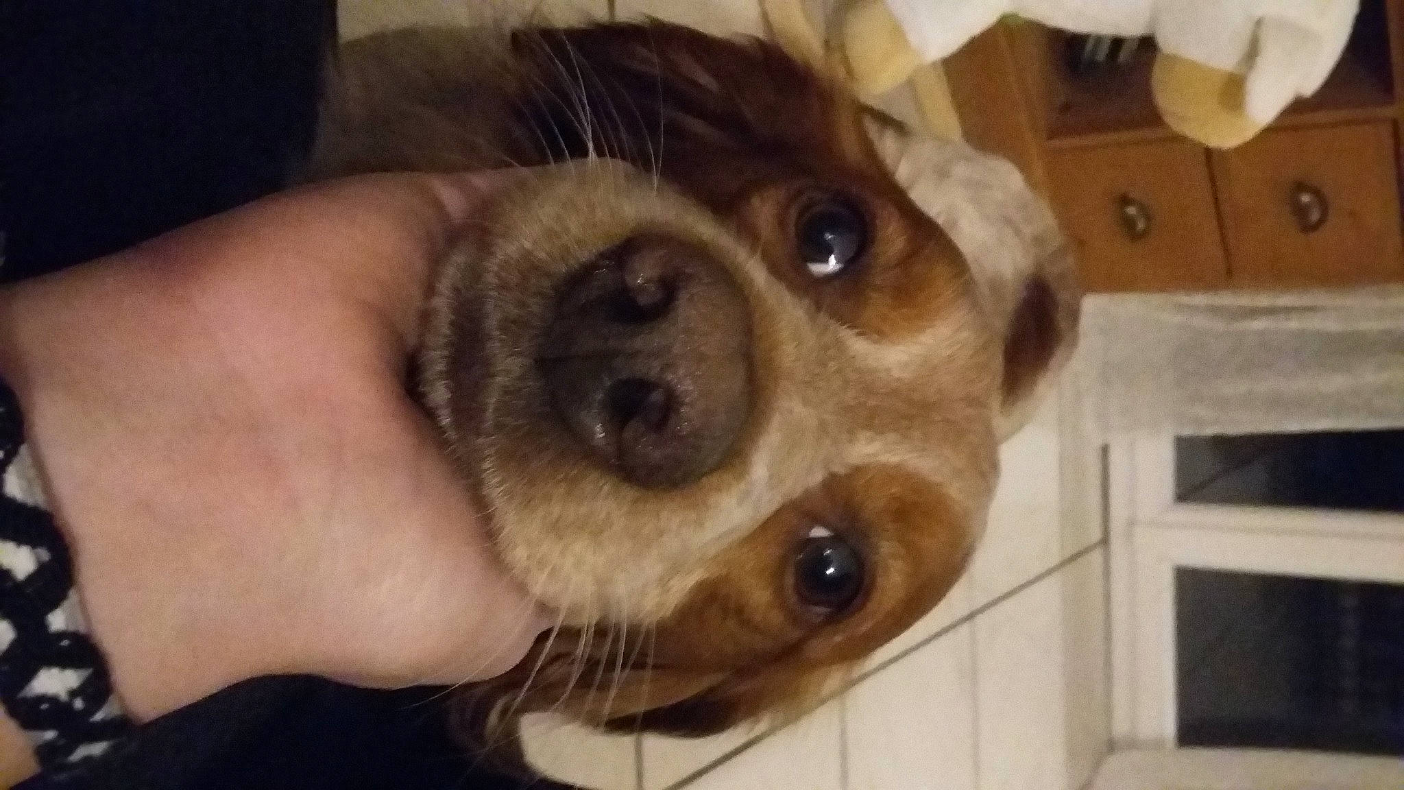 Loki participe au concours pour gagner de l'argent avec cette photo : box, canidae, carnivore, carton, companion_dog, dog, dog_breed, ear, fawn, fur, jaw, liver, non_sporting_group, paw, selfie, shipping_box, snout, sporting_group, whiskers, working_animal