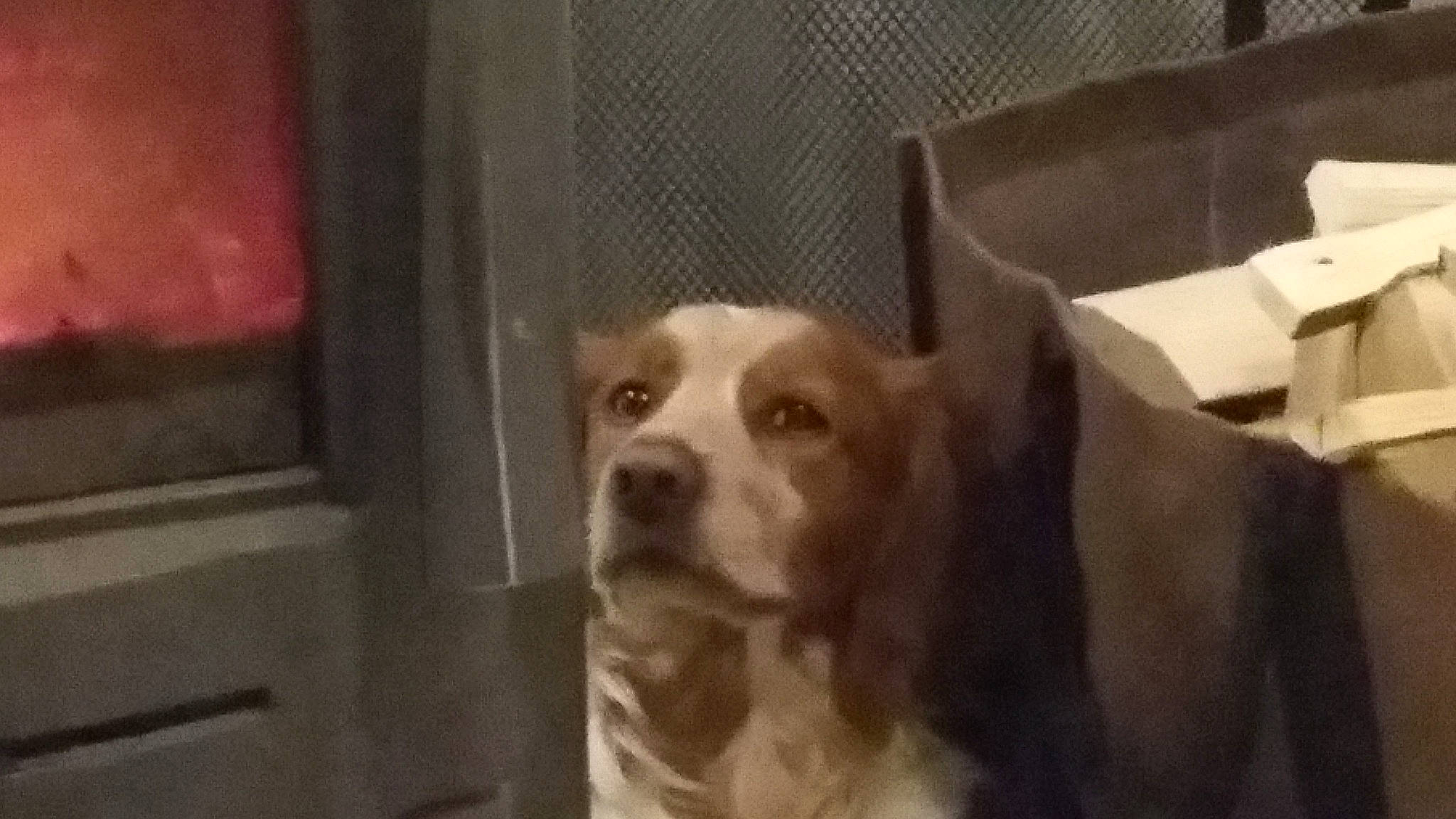 Loki participe au concours pour gagner de l'argent avec cette photo : ancient_dog_breeds, animal_shelter, canidae, carnivore, companion_dog, dog, dog_breed, dog_crate, fawn, fur, gun_dog, hunting_dog, liver, non_sporting_group, pet_supply, sporting_group, terrestrial_animal, whiskers, working_animal