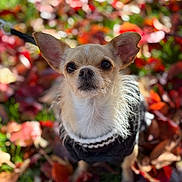 Kush is registered to the contest to win money with this photo: dog, chihuahua, small_dog, pet, animal, autumn, fall_leaves, leaf_litter, outdoor, nature, fur, ears, black_sweater, cute, portrait, shallow_depth_of_field, close_up, daylight, colorful, garden