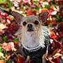 dog, chihuahua, small_dog, pet, animal, autumn, fall_leaves, leaf_litter, outdoor, nature, fur, ears, black_sweater, cute, portrait, shallow_depth_of_field, close_up, daylight, colorful, garden