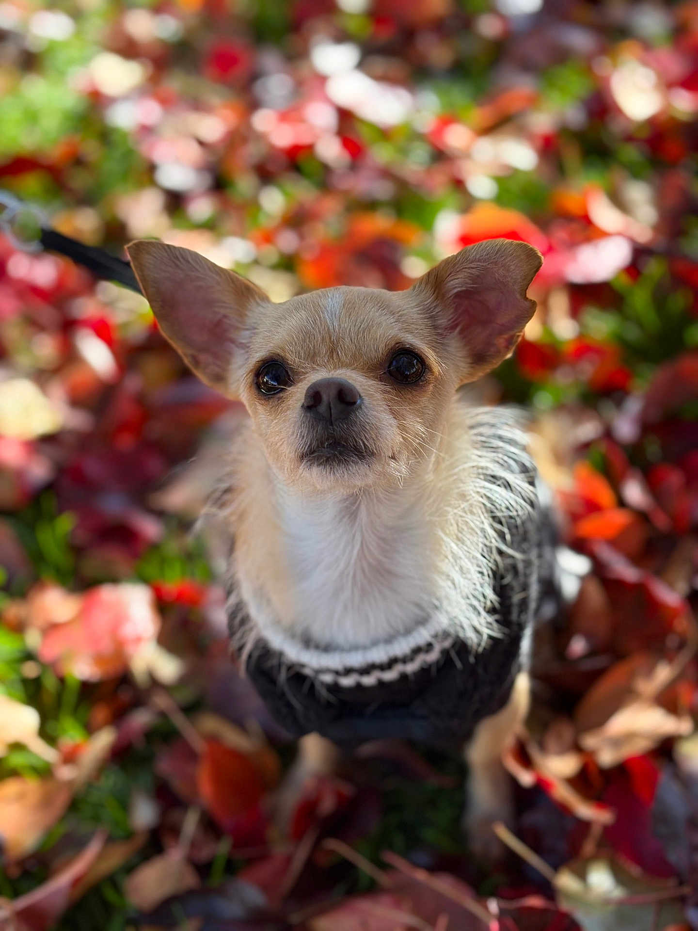 Kush is registered to the contest to win money with this photo: dog, chihuahua, small_dog, pet, animal, autumn, fall_leaves, leaf_litter, outdoor, nature, fur, ears, black_sweater, cute, portrait, shallow_depth_of_field, close_up, daylight, colorful, garden