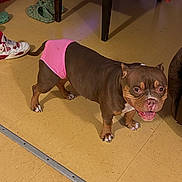 Roseanne joined the competition — help win amazing prizes! animal, brown_dog, canine, cute, dog, domestic_animal, floor, floor_tile, happy, household, indoor, pet, pet_clothing, pink_underwear, shoe, slippers, smiling, standing, table, wooden_table