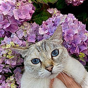 Molly a rejoint le concours — aidez-le/la à gagner de superbes lots ! cat, blue_eyes, flower, hydrangea, purple_flower, close_up, pet, animal, nature, flora, green_leaf, hand, domestic_cat, outdoor, portrait, whiskers, fur, cute, calm, soft_light
