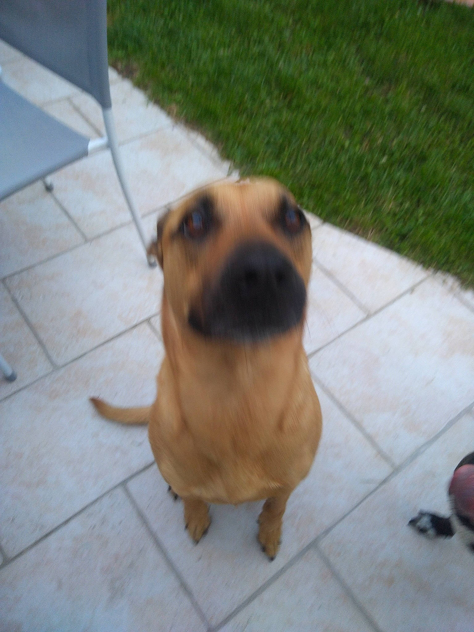 Aiko participe au concours pour gagner de l'argent avec cette photo : ancient_dog_breeds, carnivore, companion_dog, dog, dog_breed, floor, flooring, foot, fur, grass, non_sporting_group, paw, plant, road_surface, terrestrial_animal, toy_dog, whiskers, working_animal