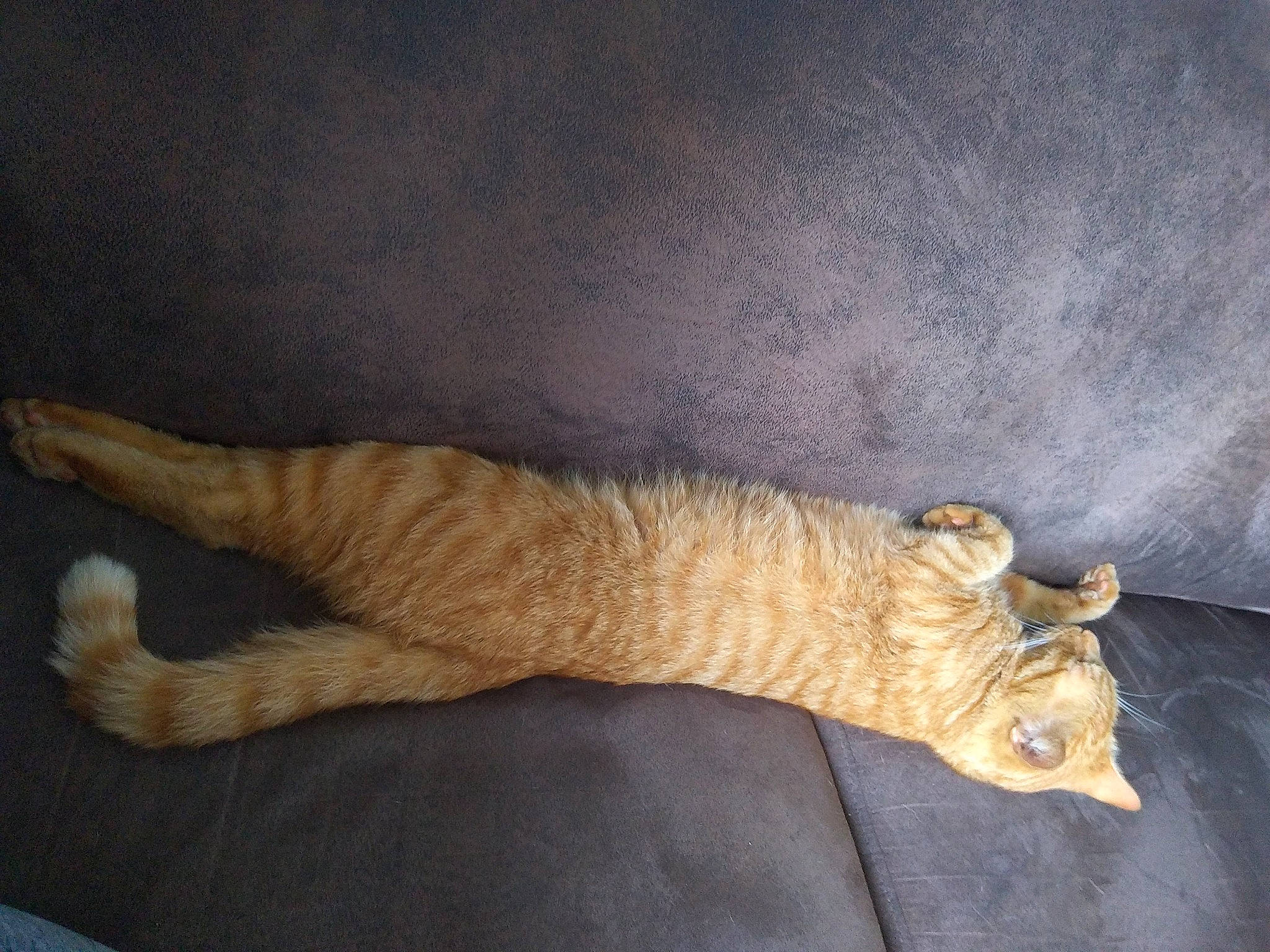 Hiro participe au concours pour gagner de l'argent avec cette photo : canidae, carnivore, cat, claw, comfort, domestic_short_haired_cat, fawn, felidae, flooring, foot, fur, paw, small_to_medium_sized_cats, tail, terrestrial_animal, whiskers, wood