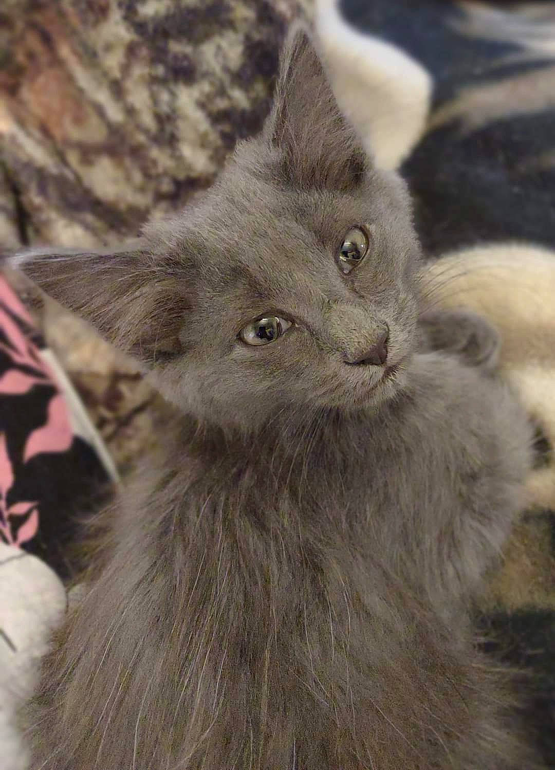 Beans joined the competition — help win amazing prizes! carnivore, cat, claw, close_up, domestic_short_haired_cat, felidae, fur, grey, russian_blue, small_to_medium_sized_cats, snout, tail, terrestrial_animal, whiskers