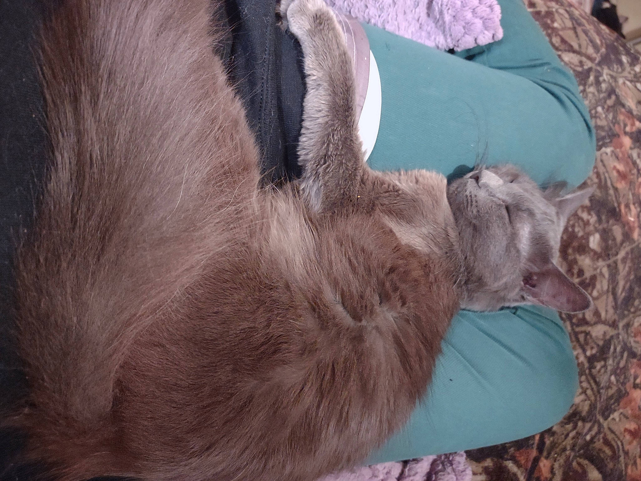 Beans is registered to the contest to win money with this photo: canidae, carnivore, cat, comfort, dog_breed, fawn, felidae, fur, grass, liver, paw, russian_blue, small_to_medium_sized_cats, snout, sporting_group, tail, terrestrial_animal, whiskers, working_animal, wrinkle