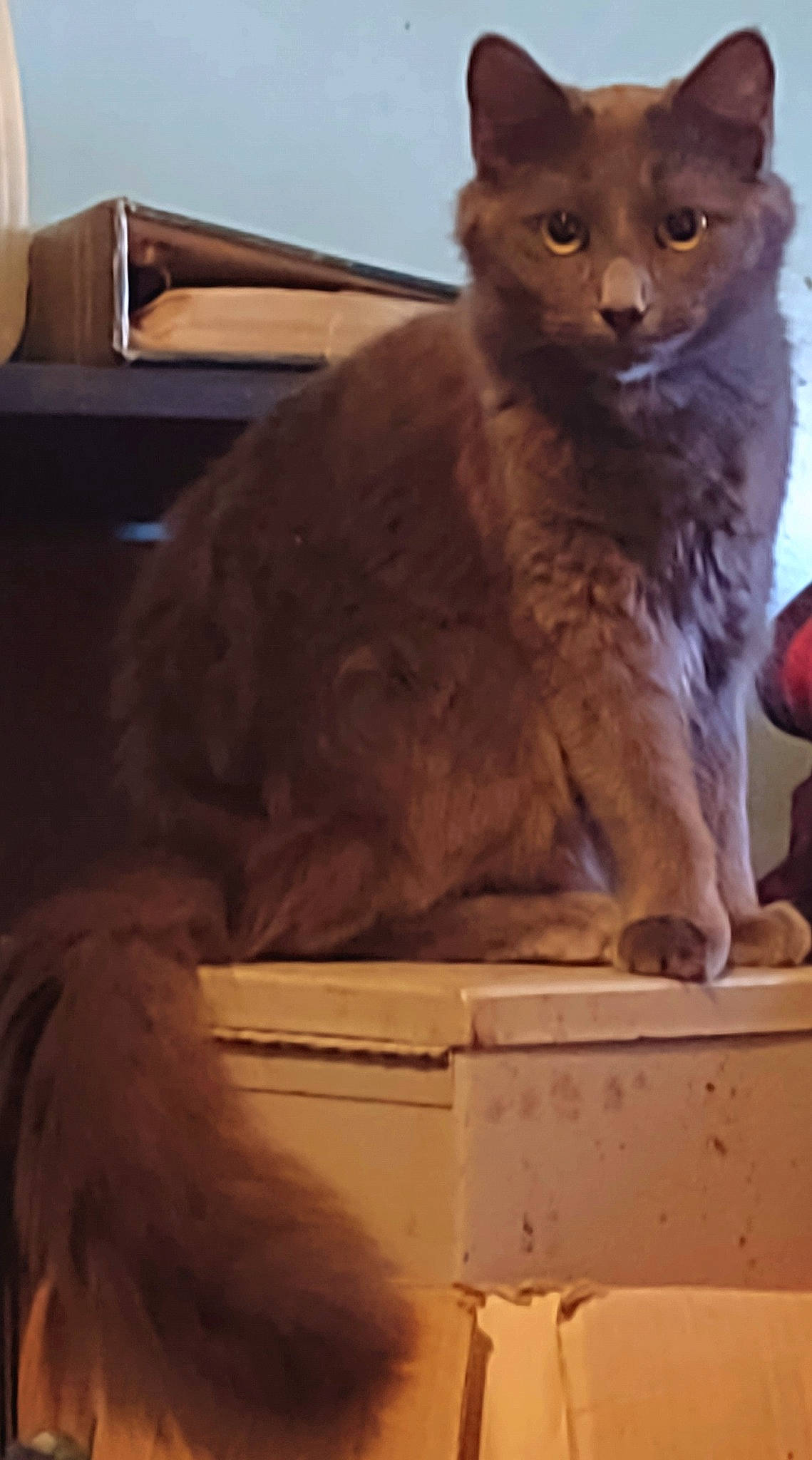 Beans is registered to the contest to win money with this photo: carnivore, cat, cat_supply, domestic_short_haired_cat, felidae, fur, hardwood, small_to_medium_sized_cats, snout, tail, terrestrial_animal, whiskers, window, wood