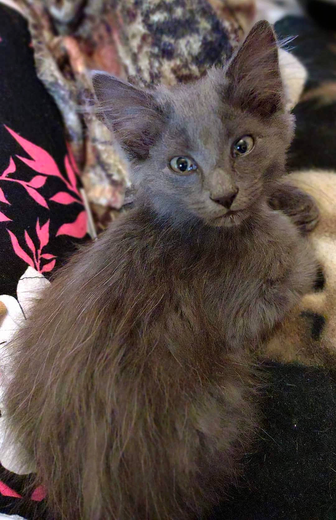 Beans joined the competition — help win amazing prizes! carnivore, cat, claw, domestic_short_haired_cat, fawn, felidae, fur, paw, small_to_medium_sized_cats, tail, terrestrial_animal, whiskers