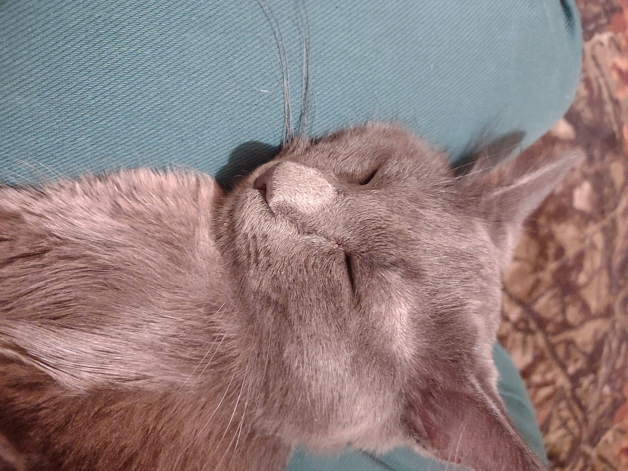 Beans is registered to the contest to win money with this photo: carnivore, cat, claw, comfort, domestic_short_haired_cat, ear, fawn, felidae, fur, liver, nap, paw, sleep, small_to_medium_sized_cats, snout, tail, terrestrial_animal, whiskers, wildlife