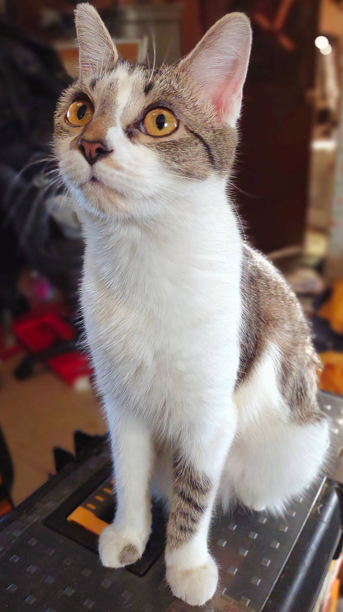 Bella is registered to the contest to win money with this photo: carnivore, cat, claw, collar, domestic_short_haired_cat, fawn, felidae, fur, paw, pet_supply, small_to_medium_sized_cats, snout, tail, whiskers