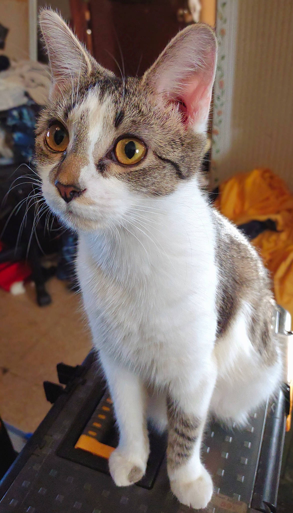 Bella joined the competition — help win amazing prizes! carnivore, cat, claw, collar, domestic_short_haired_cat, eye, fawn, felidae, fur, head, iris, paw, pet_supply, small_to_medium_sized_cats, snout, tail, whiskers