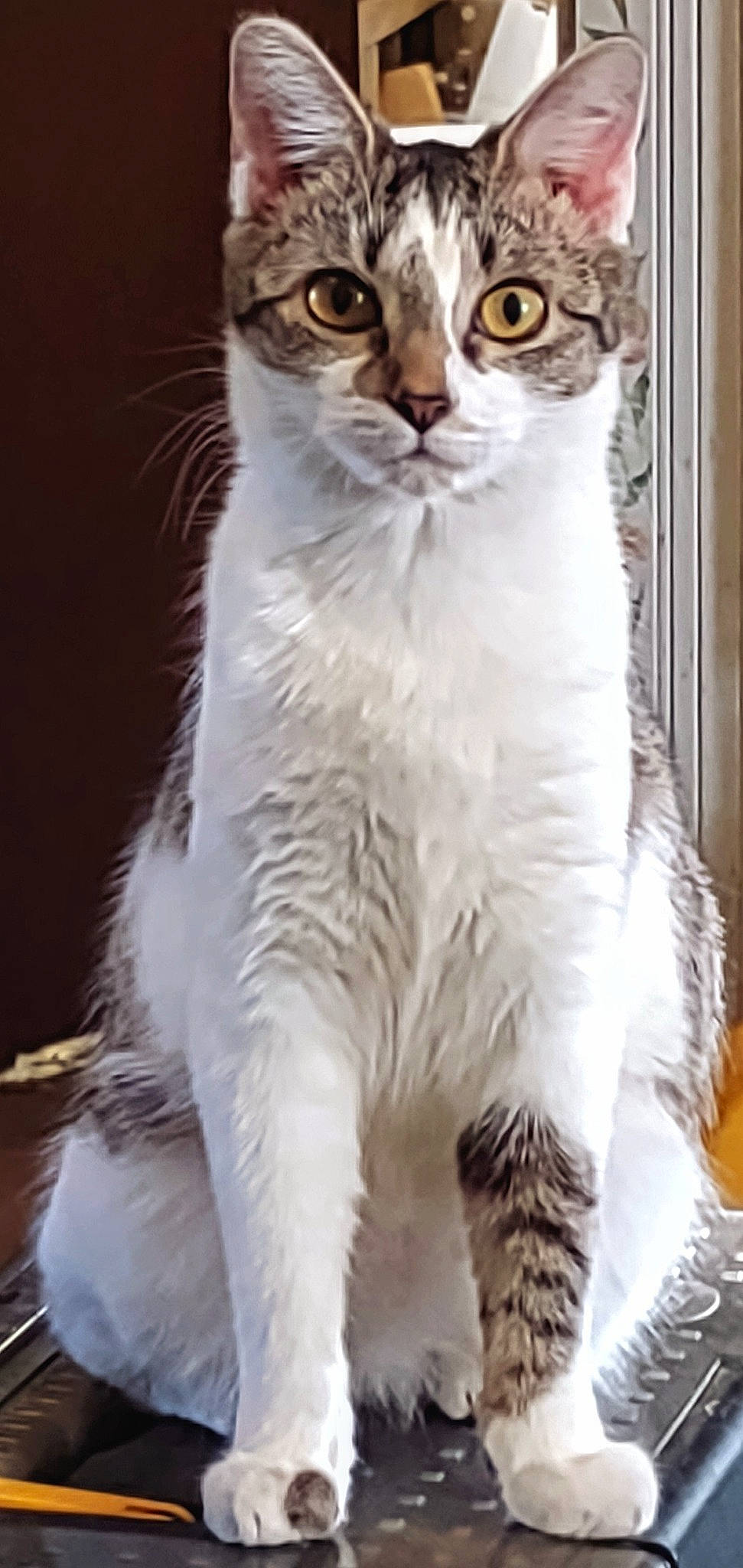 Bella joined the competition — help win amazing prizes! carnivore, cat, domestic_short_haired_cat, door, felidae, fur, pet_supply, small_to_medium_sized_cats, terrestrial_animal, whiskers, window